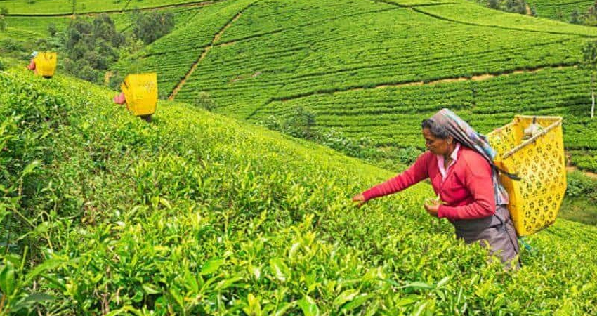 Tea Plantations