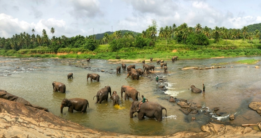 Elephant orphanage  