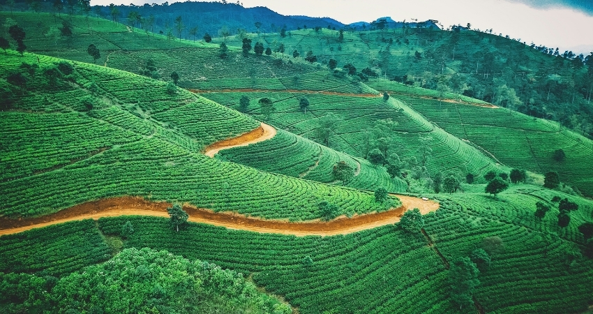 Tea plantation 