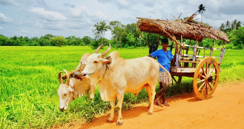 Village safari