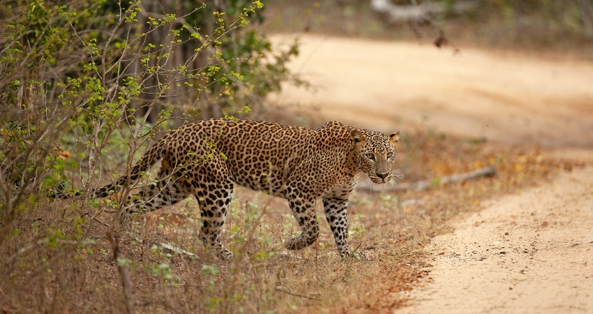 wild leopard