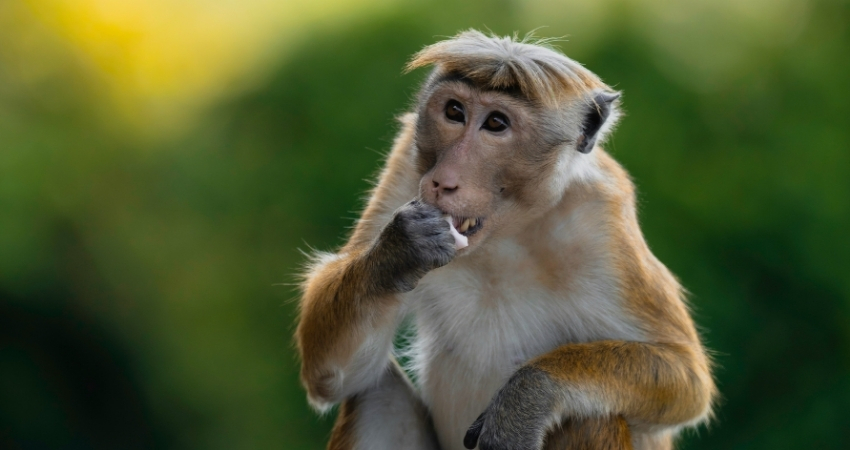 Wild monkey