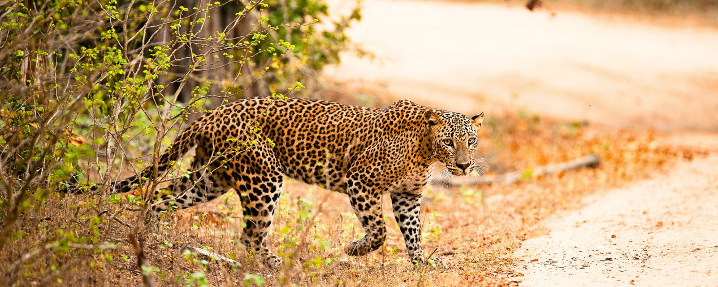 Sri Lanka wildlife safari with elephants and natural landscapes in a tropical national park.